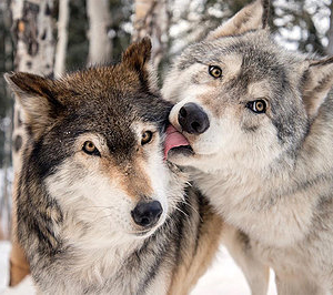 lobo 2